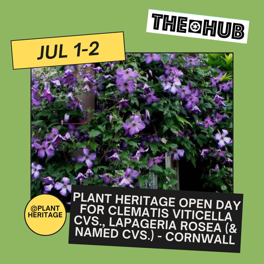 Plant Heritage Open Day for Clematis viticella cvs., Lapageria rosea (& named cvs.) - Cornwall