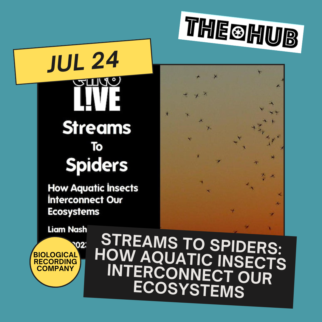 Streams To Spiders: How Aquatic Insects Interconnect Our Ecosystems