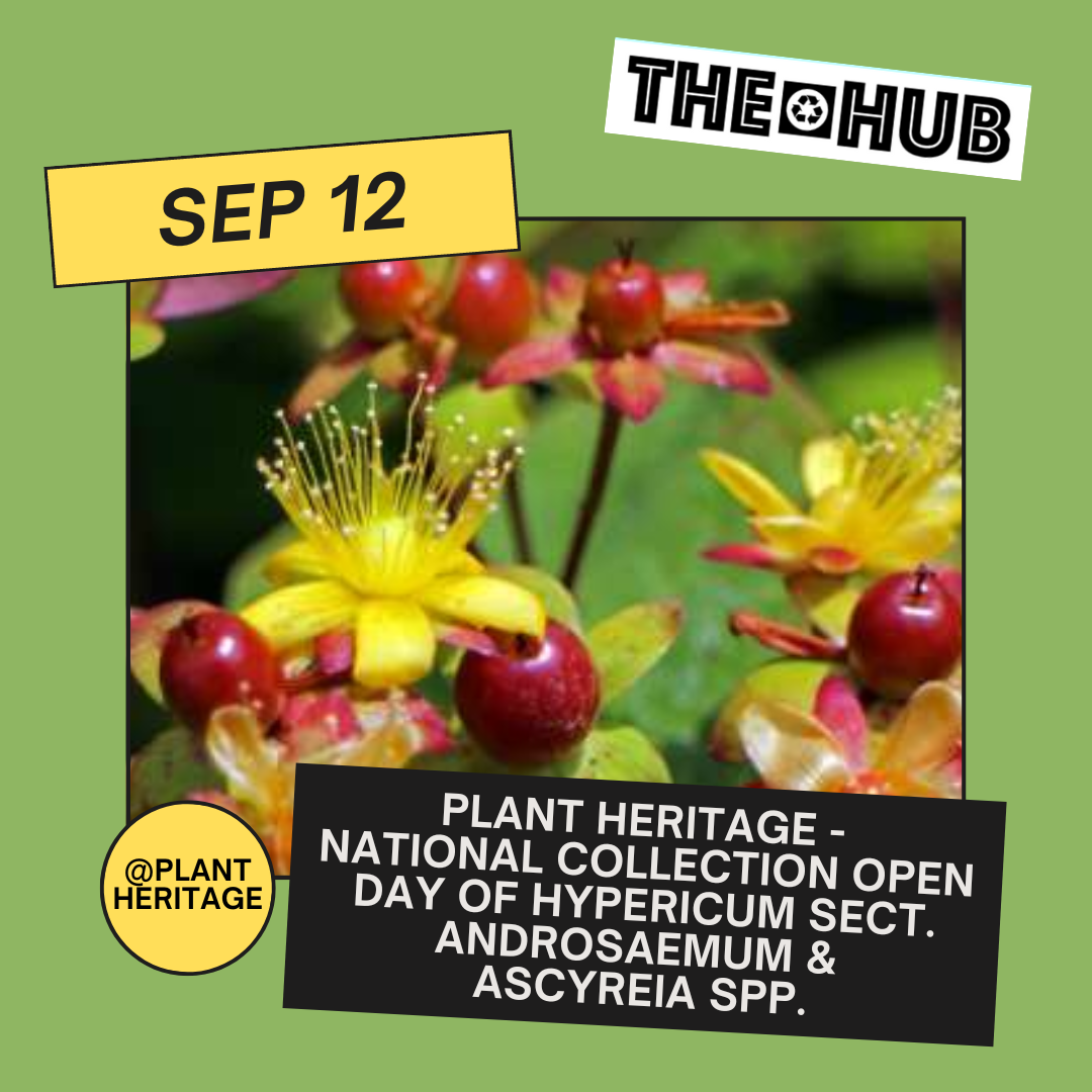 Plant Heritage - National Collection Open day of Hypericum sect. Androsaemum & Ascyreia spp.