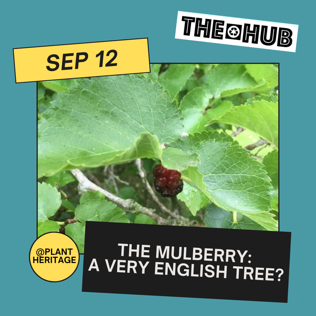 The Mulberry: A Very English Tree?