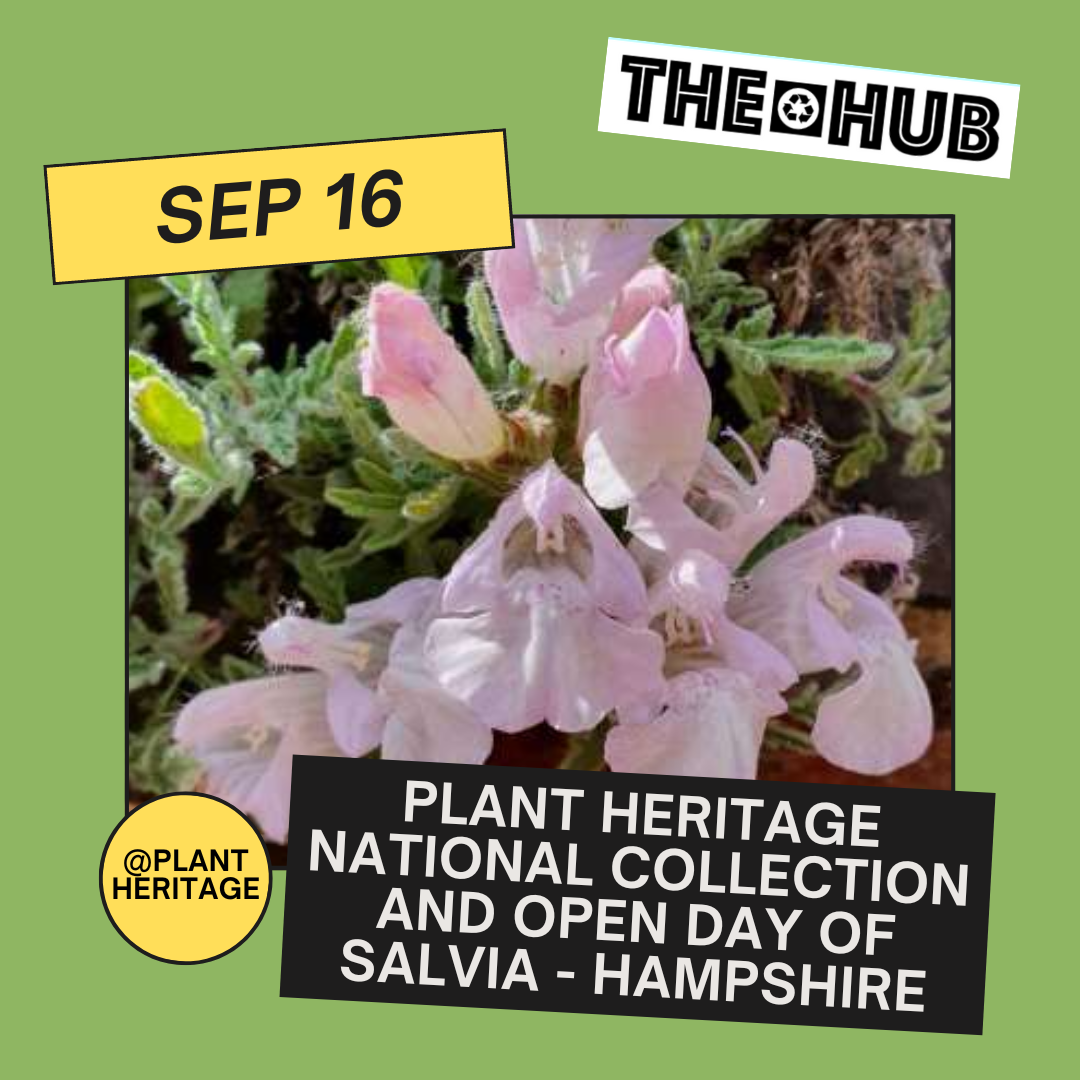 Plant Heritage National Collection and Open day of Salvia - Hampshire