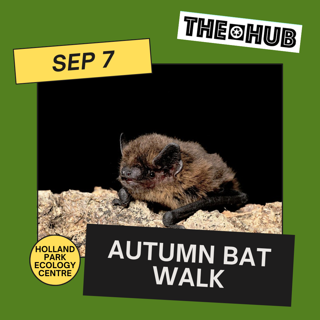 Autumn Bat Walk