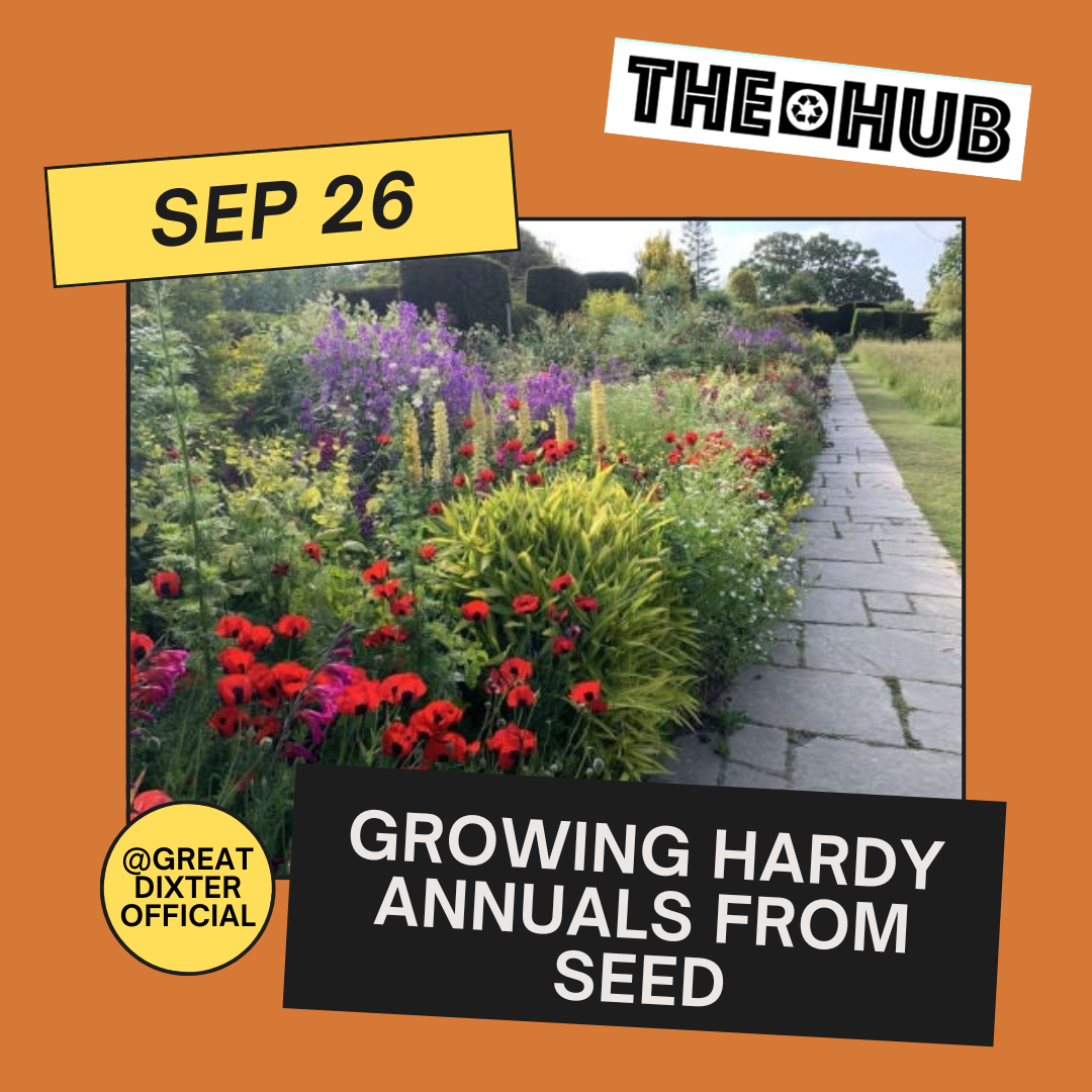 Growing hardy annuals from seed