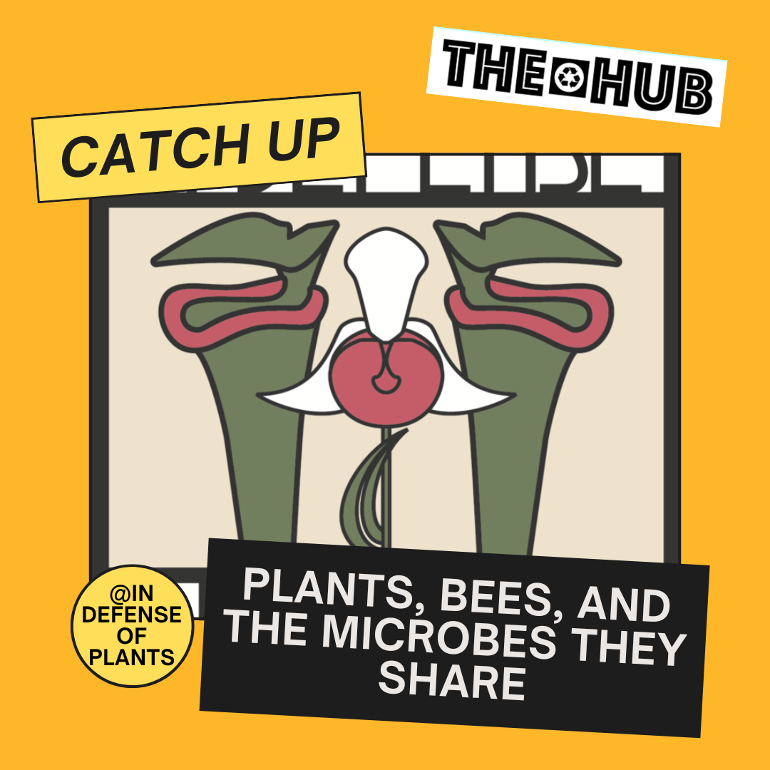 Plants, Bees, and the Microbes They Share