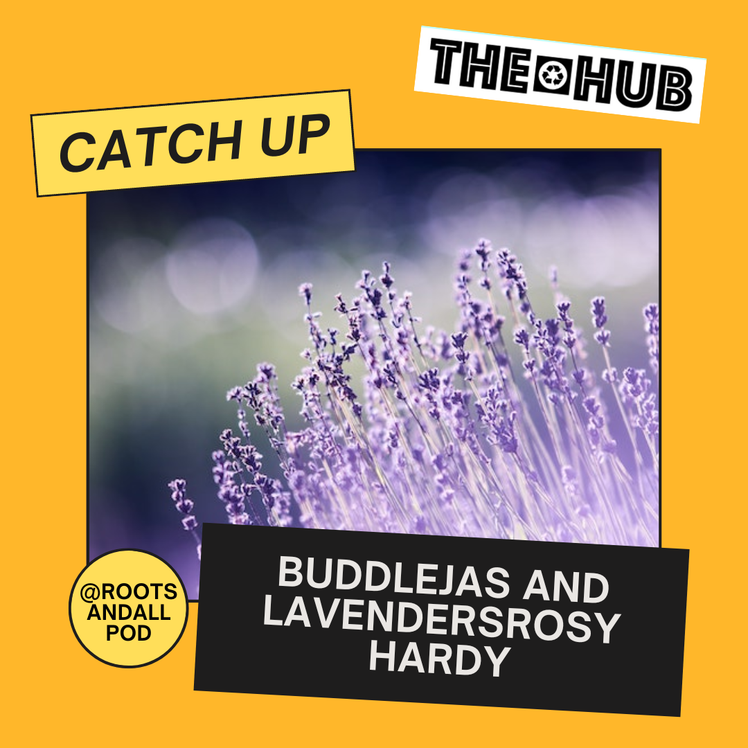 Buddlejas and Lavenders