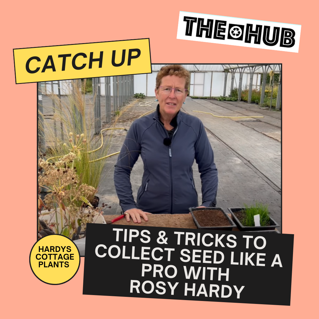Tips & Tricks To Collect Seed Like A Pro with Rosy Hardy