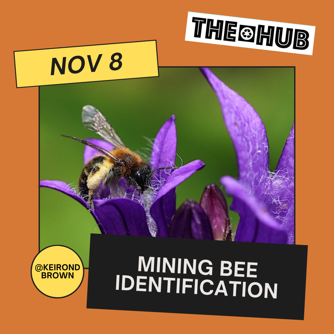 Mining Bee Identification