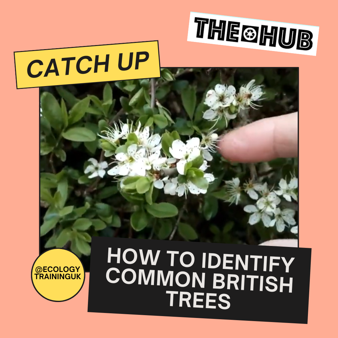 How to identify common British trees