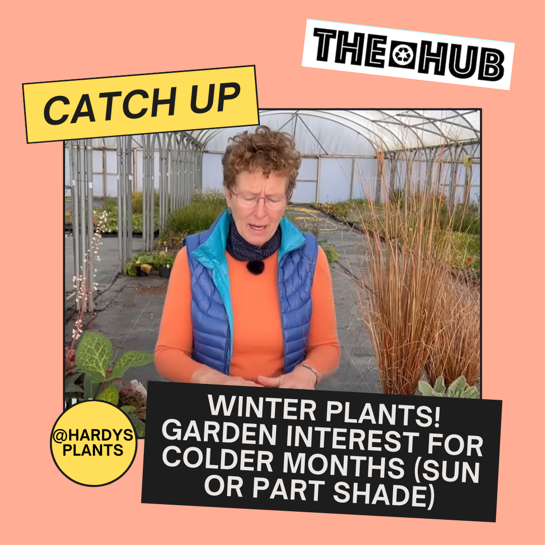 Winter Plants! Garden Interest for Colder Months (Sun or Part Shade)