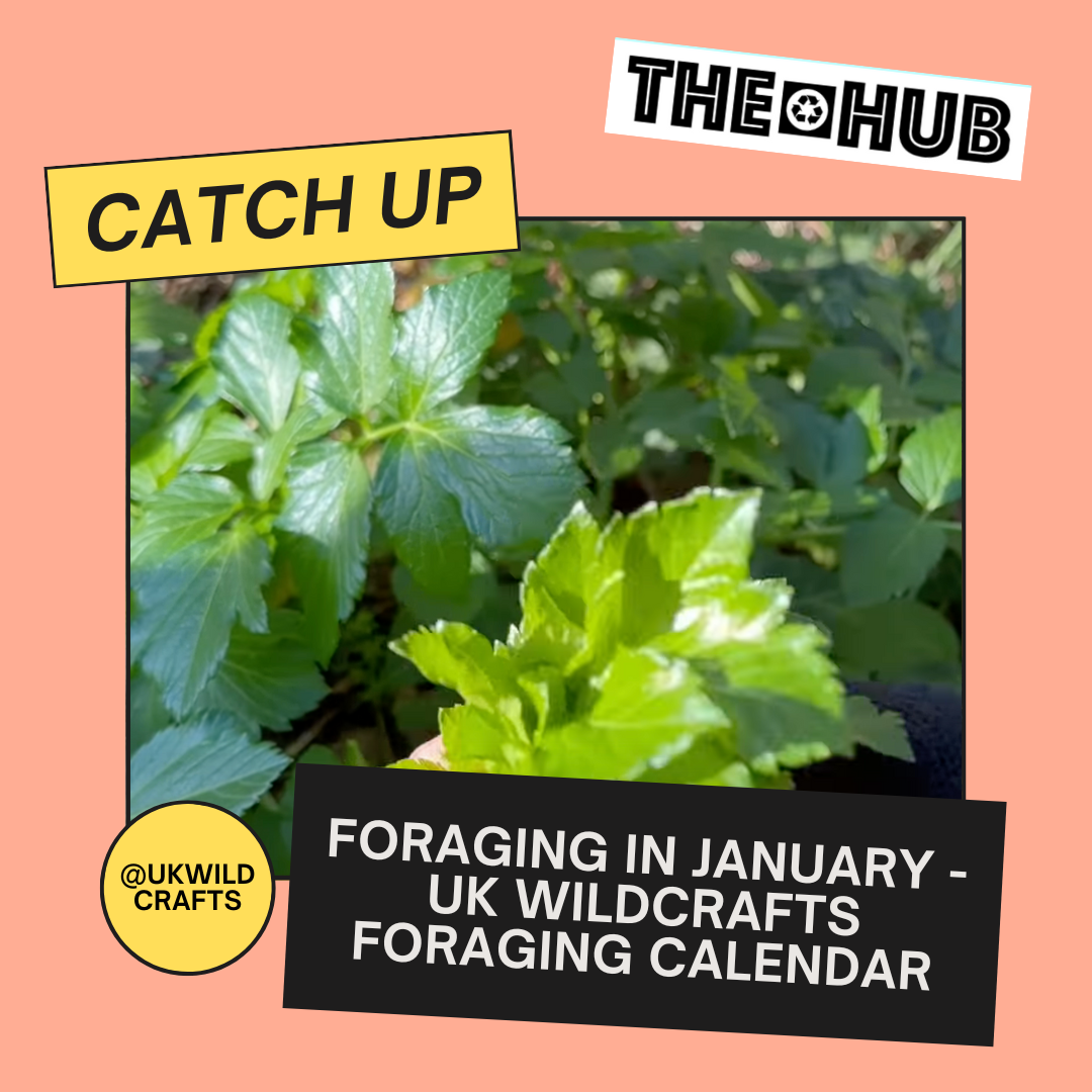 Foraging in January - UK Wildcrafts Foraging Calendar