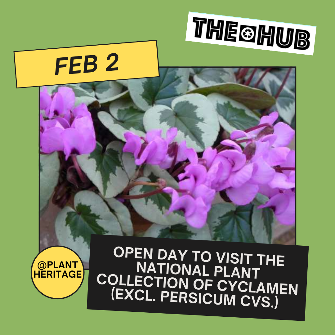 Open day to visit the National Plant Collection of Cyclamen (excl. persicum cvs.)