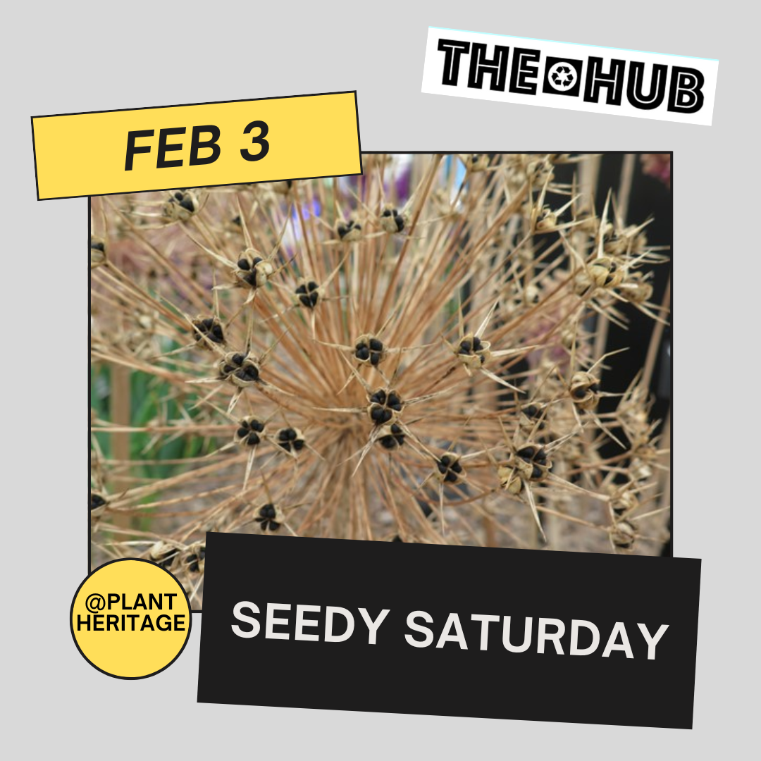 Seedy Saturday