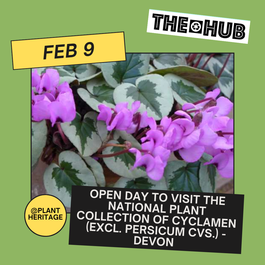 Open day to visit the National Plant Collection of Cyclamen (excl. persicum cvs.)  - Devon