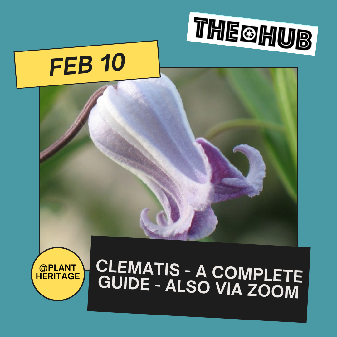 Clematis - A Complete Guide - also via Zoom