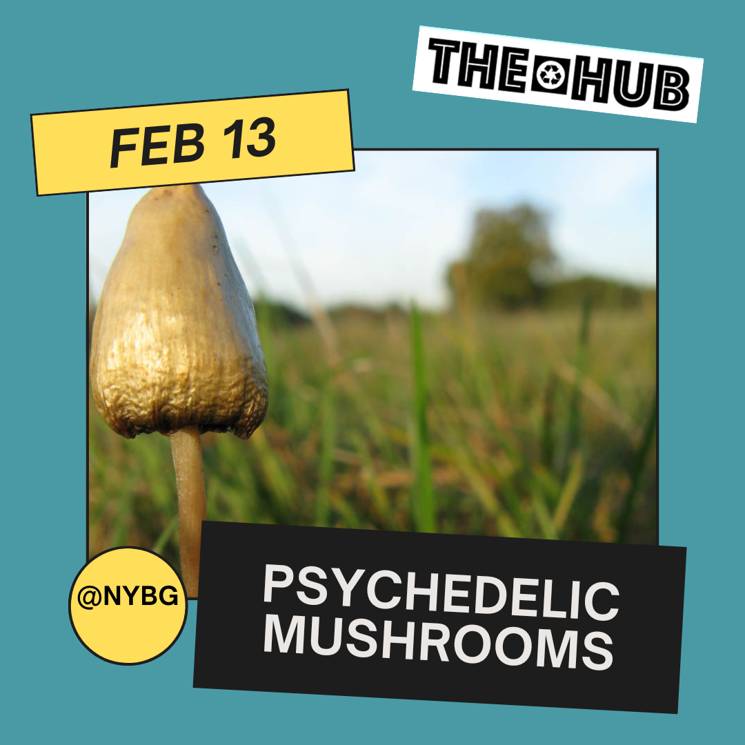 Psychedelic Mushrooms