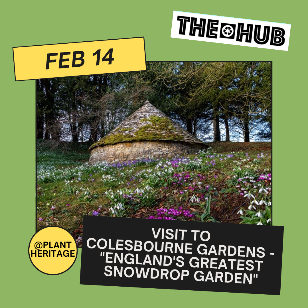 Visit to Colesbourne Gardens - "England's greatest snowdrop garden"