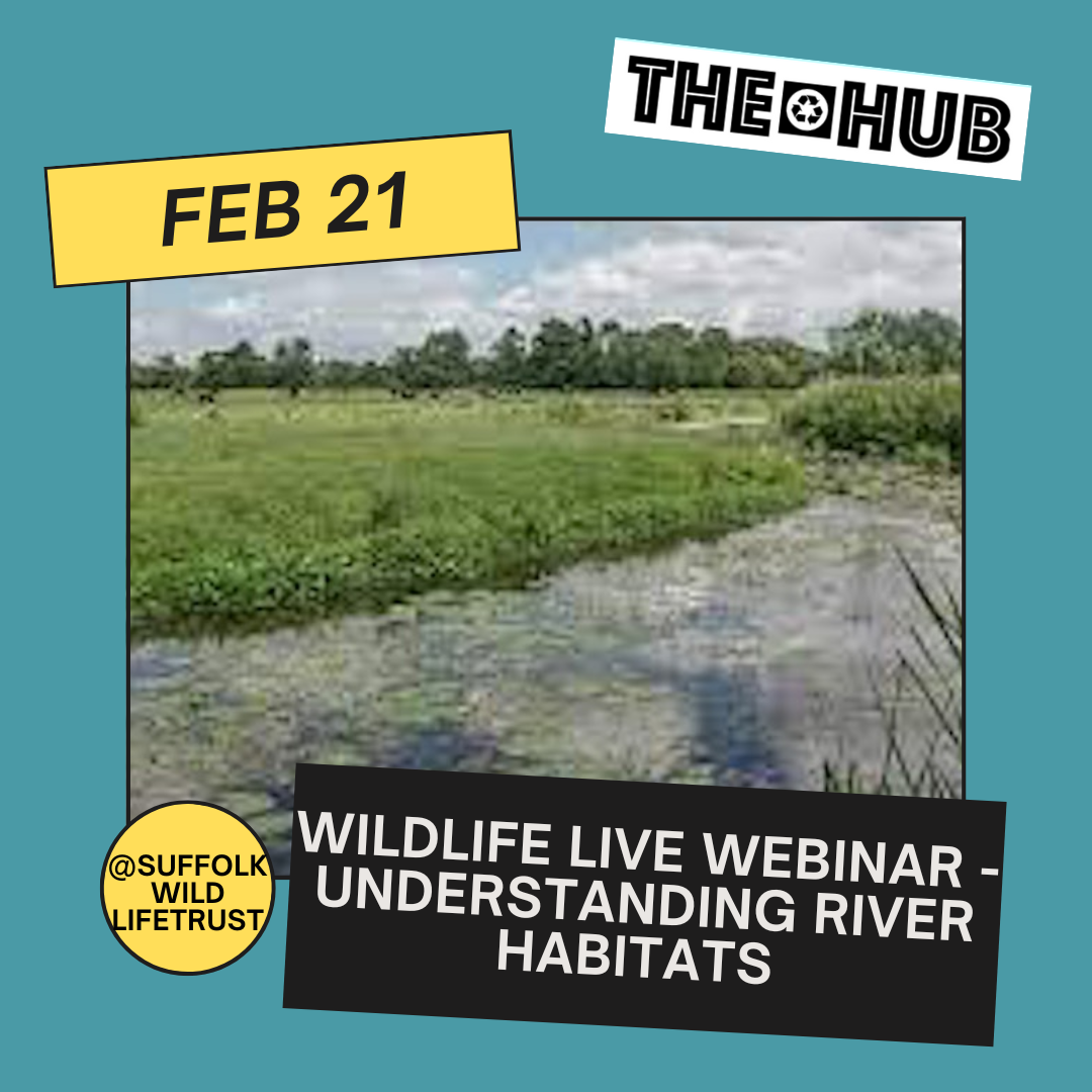 Wildlife Live Webinar - Understanding river habitats
