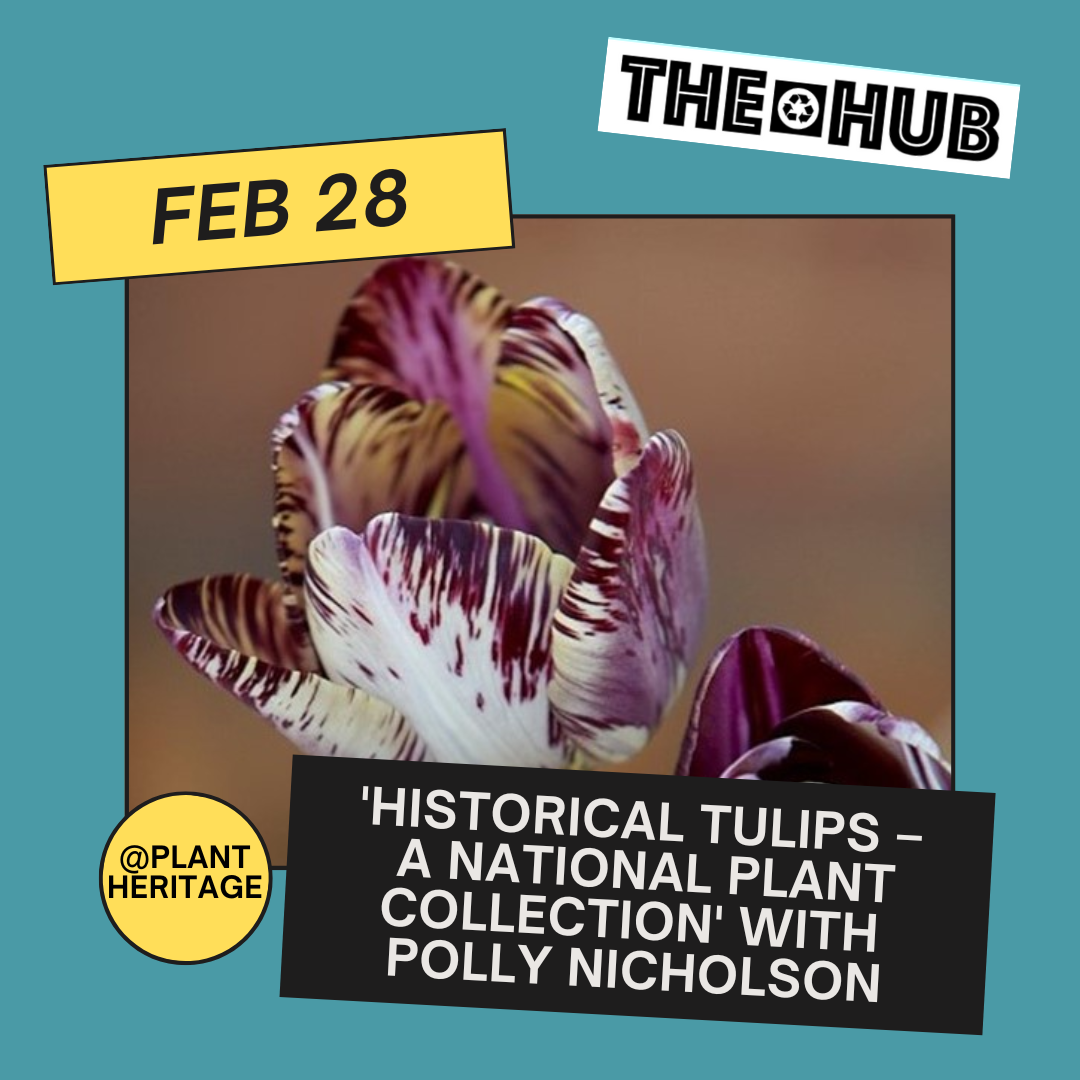 Historical Tulips – A National Plant Collection' with Polly Nicholson
