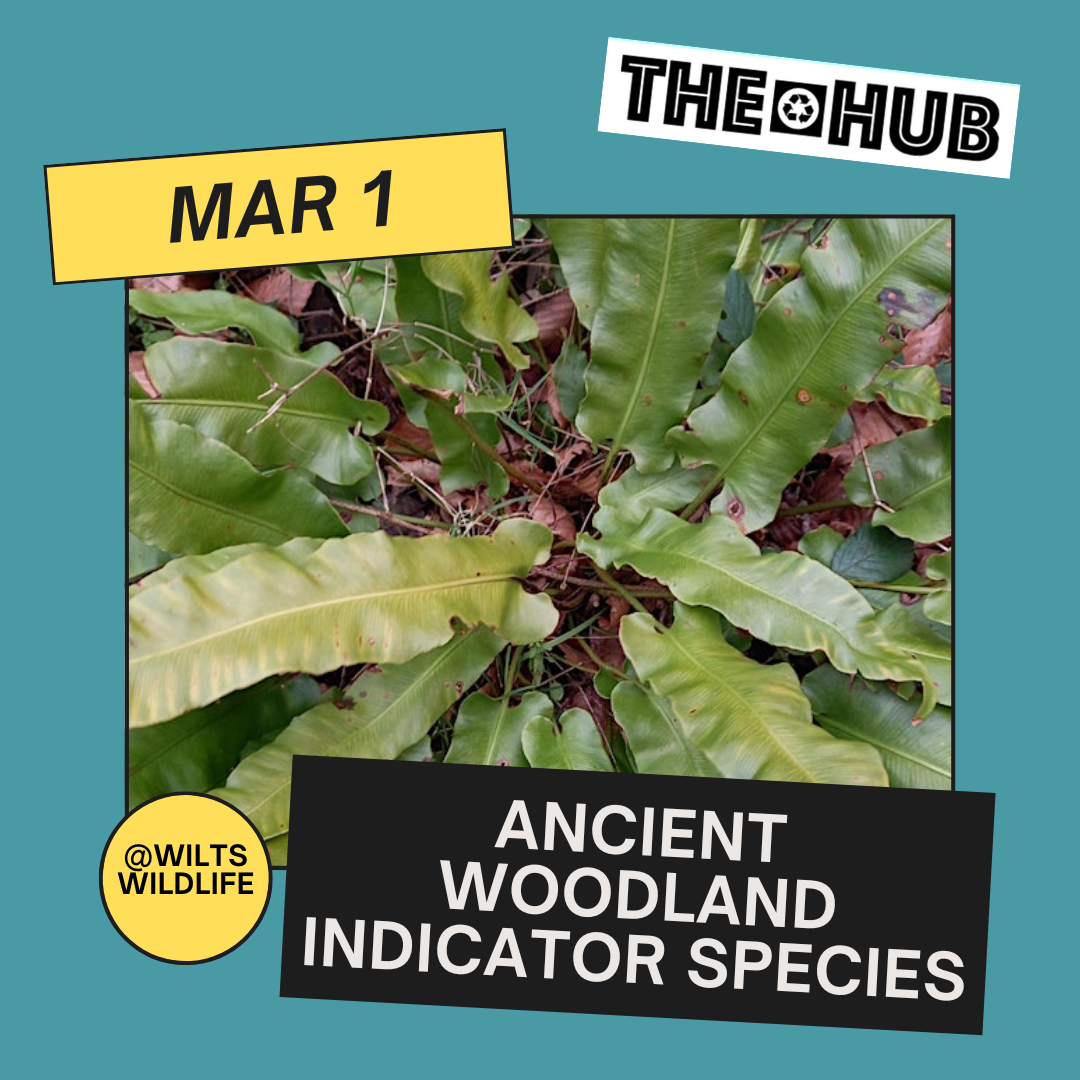 Ancient Woodland Indicator Species