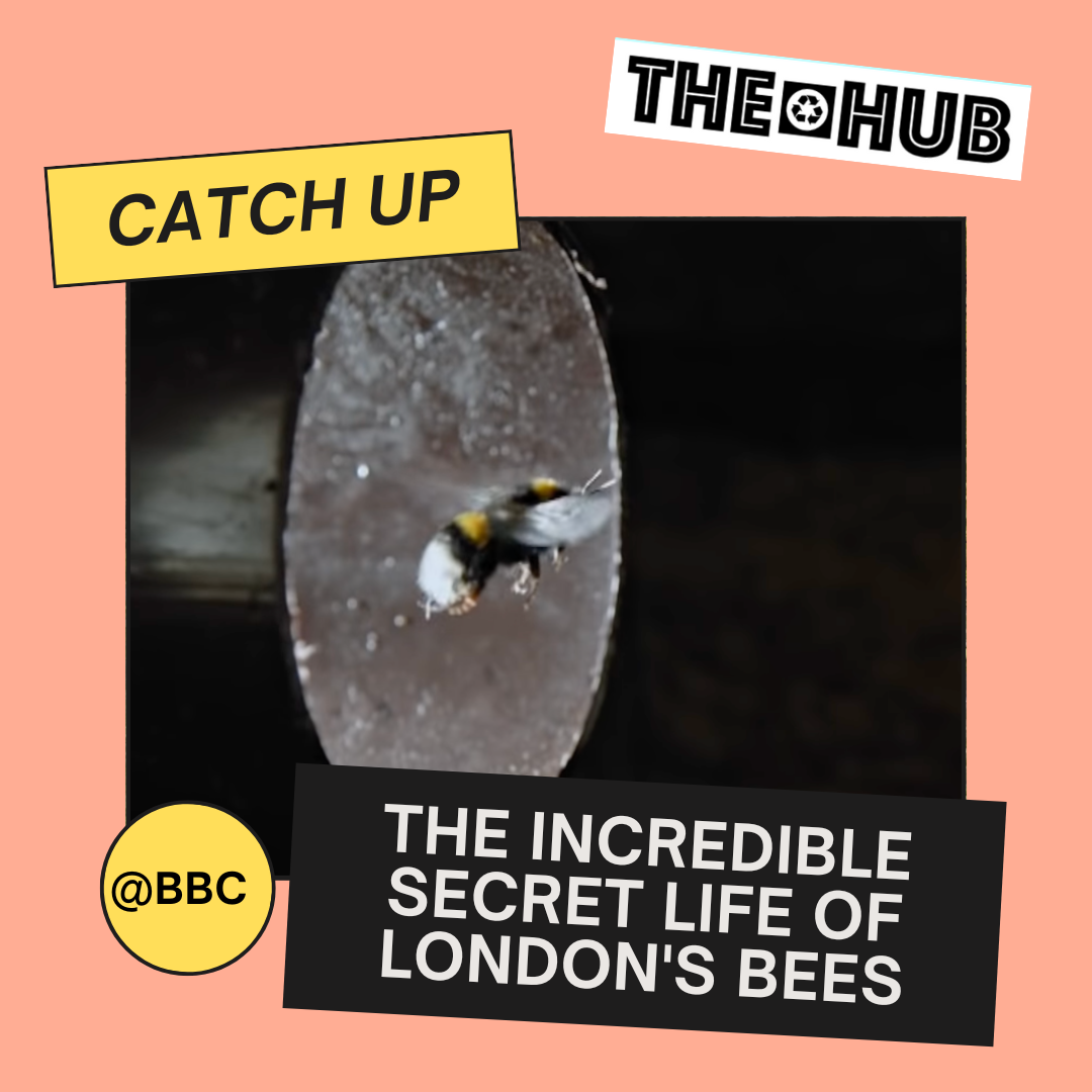The incredible secret life of London's bees