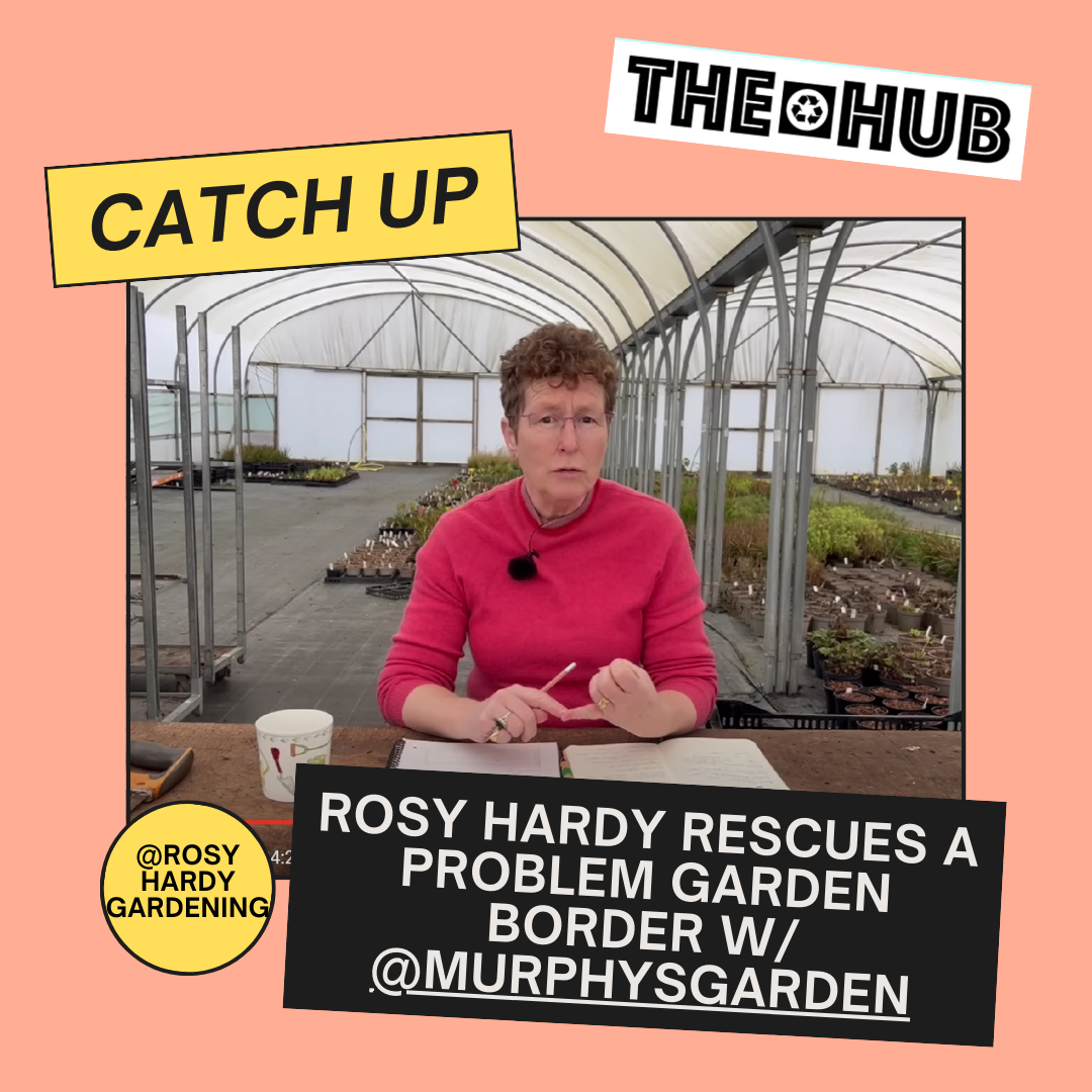 Rosy Hardy Rescues a Problem Garden Border w/ @MurphysGarden