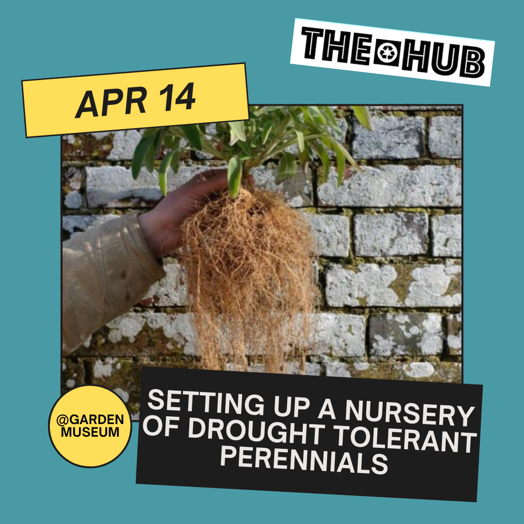 Setting up a Nursery of Drought Tolerant Perennials