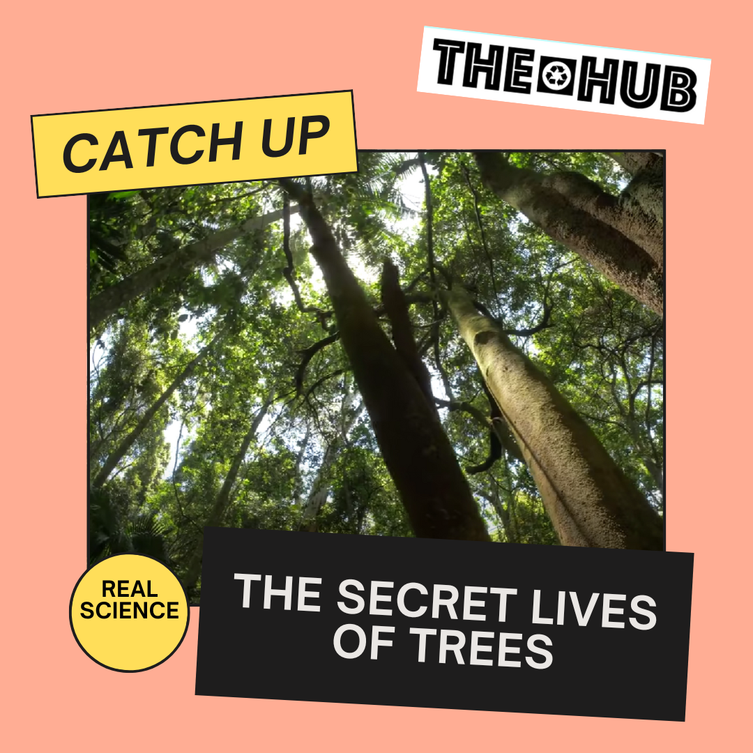The Secret Lives of Trees