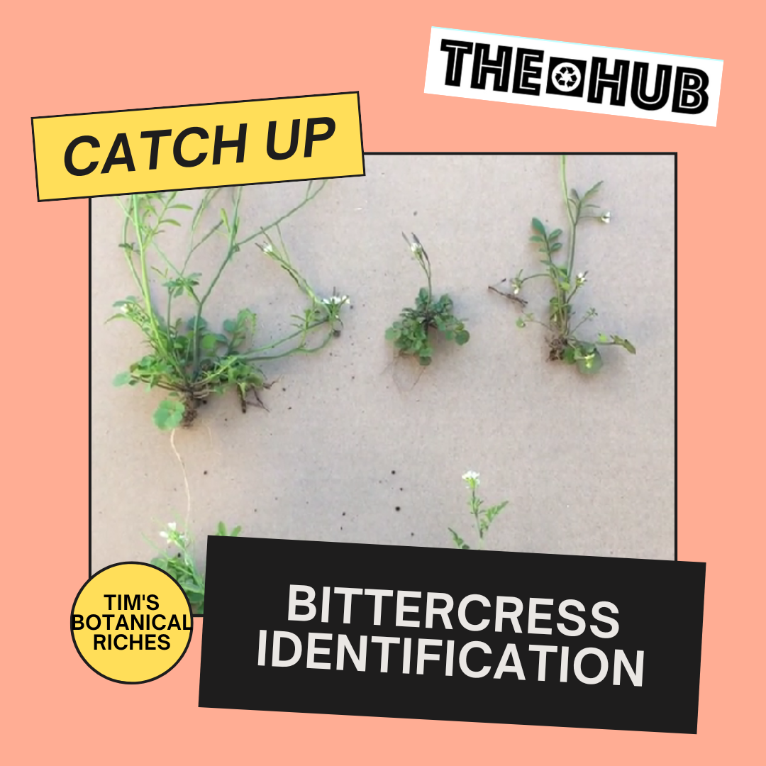 Bittercress Identification