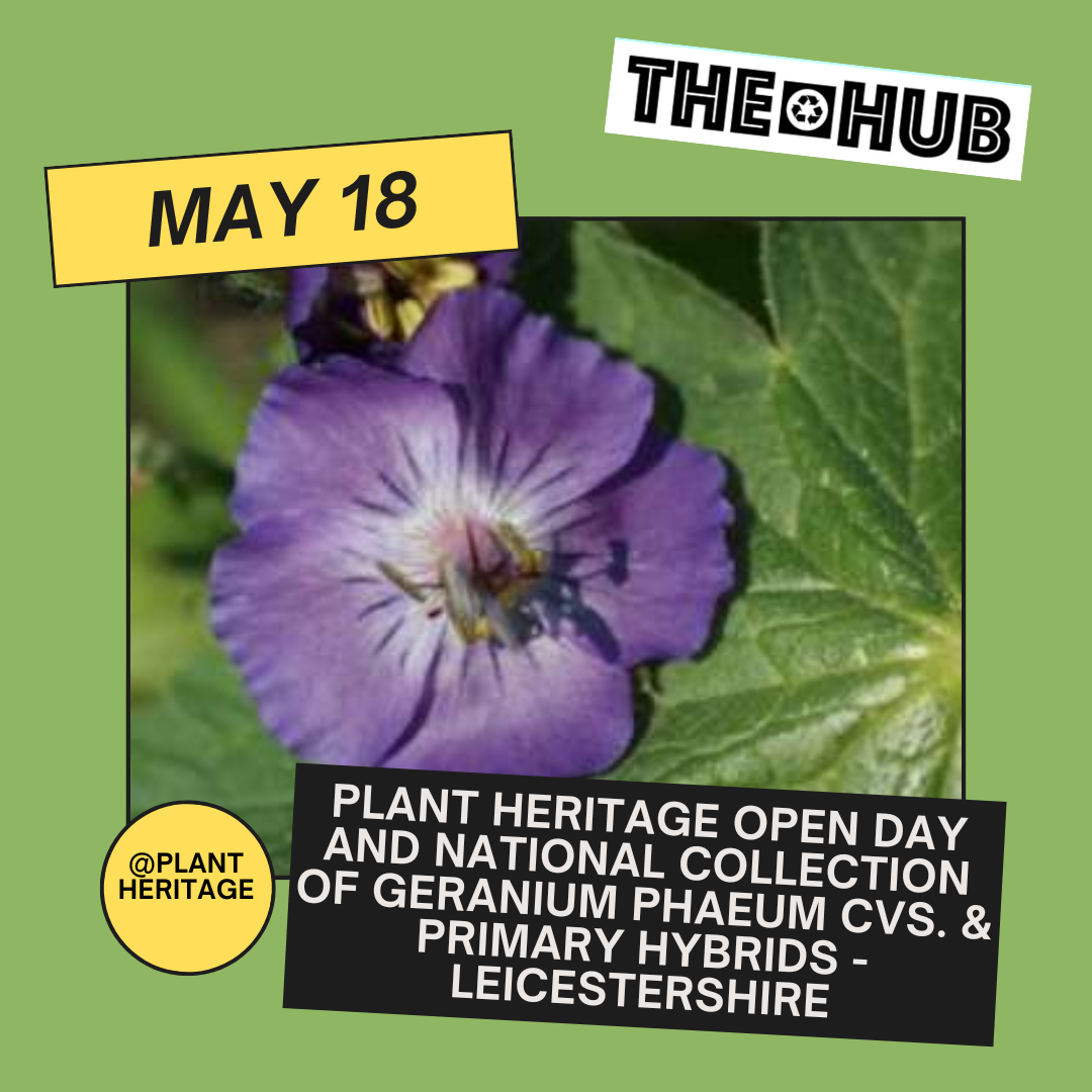 Plant Heritage Open day and National Collection of Geranium phaeum cvs. & primary hybrids - Leicestershire