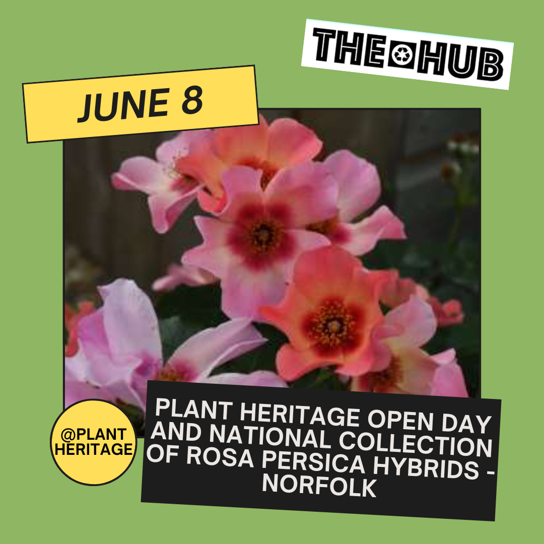 Plant Heritage Open day and National Collection of Rosa persica hybrids - Norfolk