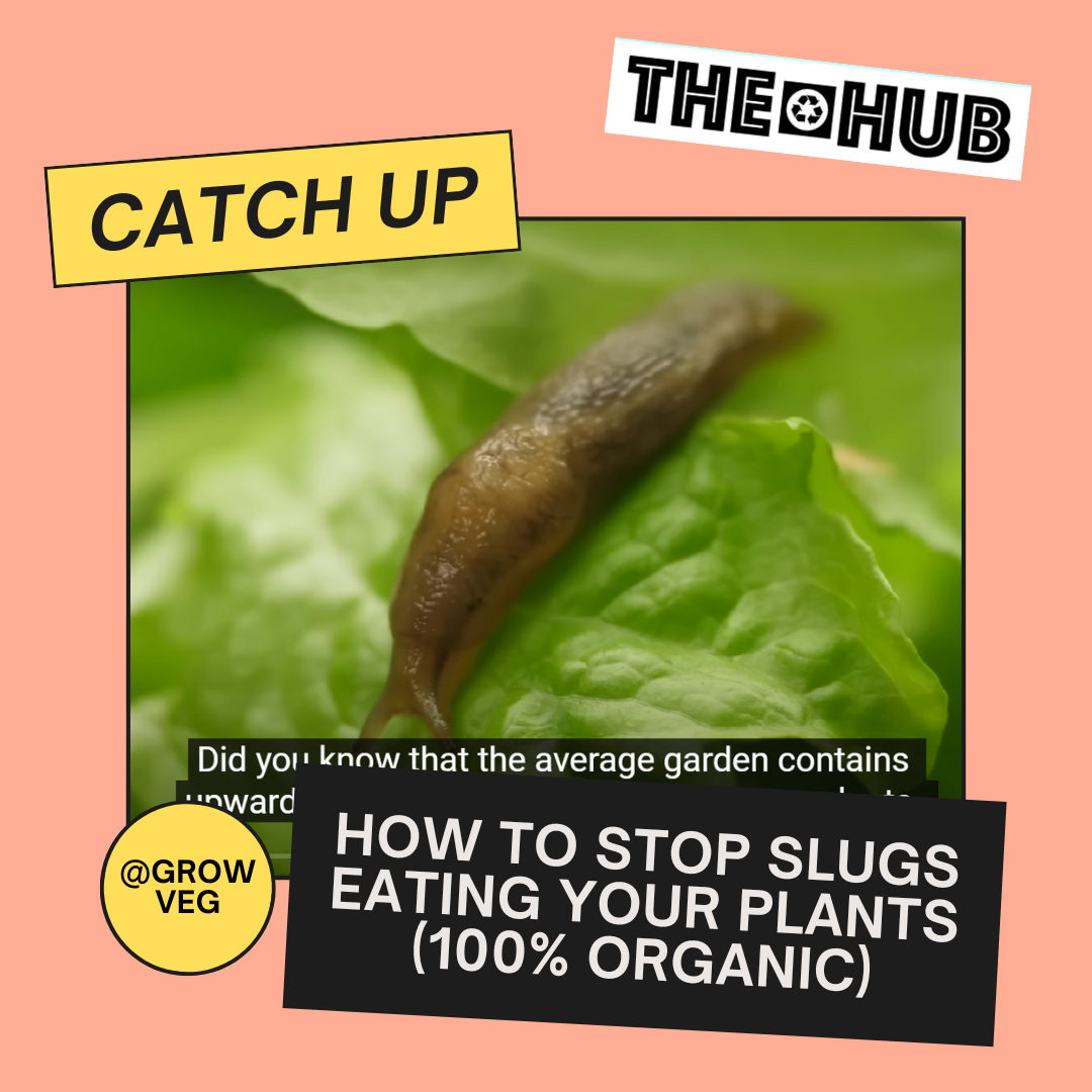 How to Stop Slugs Eating Your Plants (100% Organic)