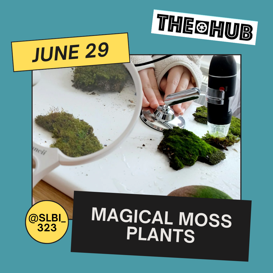 Magical Moss Plants