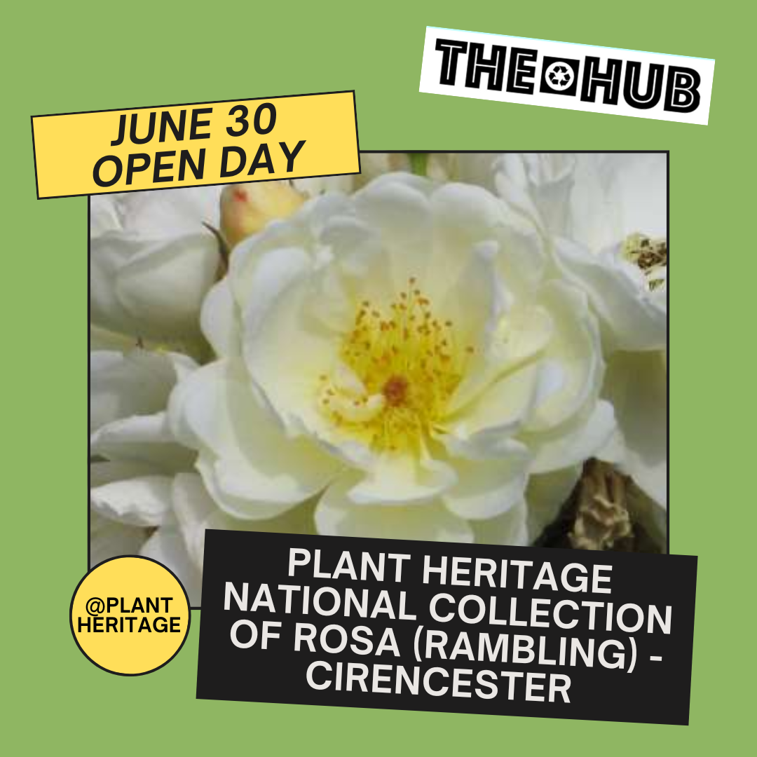 Plant Heritage National Collection of Rosa (rambling) - Cirencester