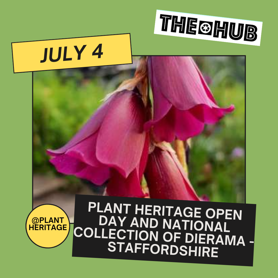 Plant Heritage Open day and National Collection of Dierama - Staffordshire