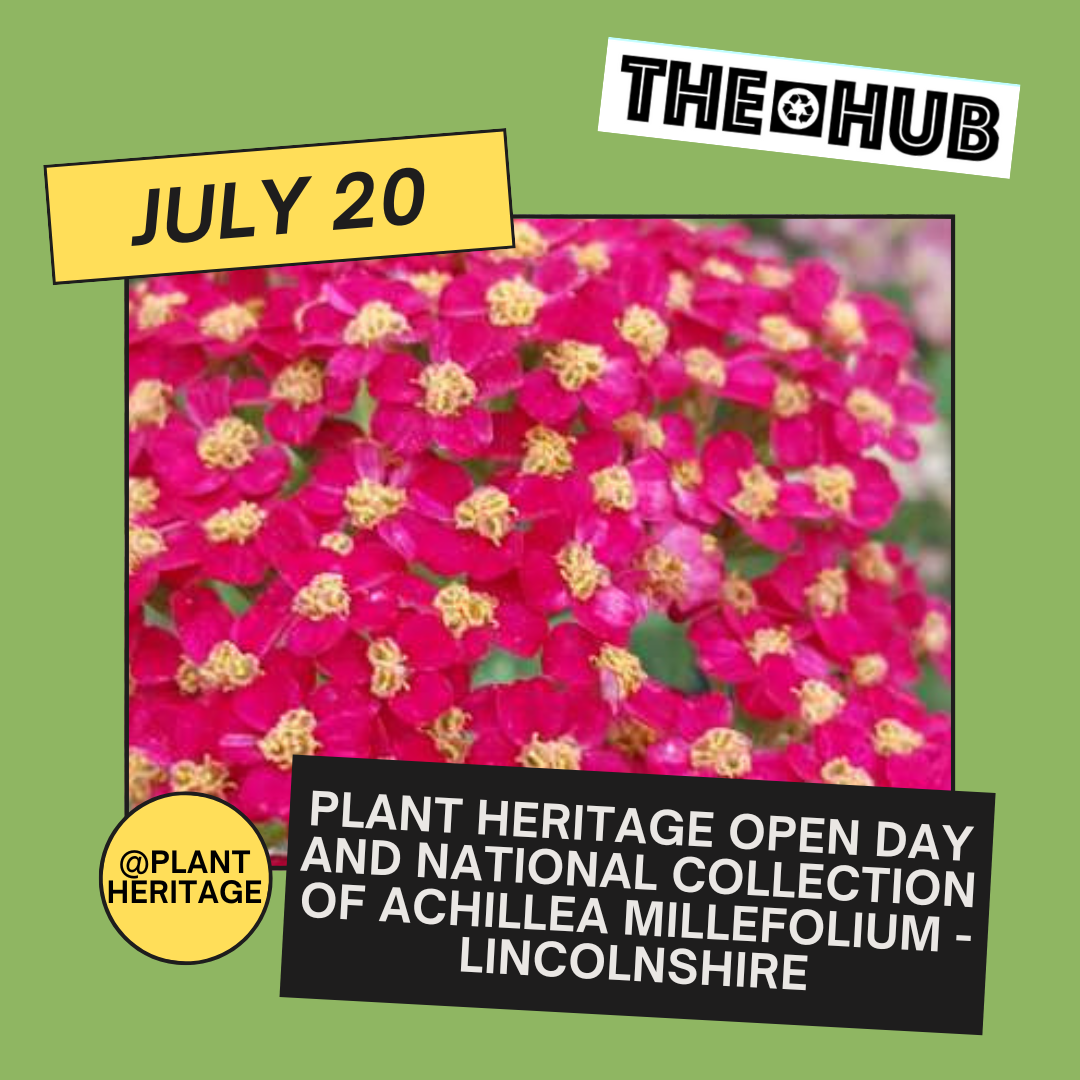 Plant Heritage Open day and National Collection of Achillea millefolium - Lincolnshire