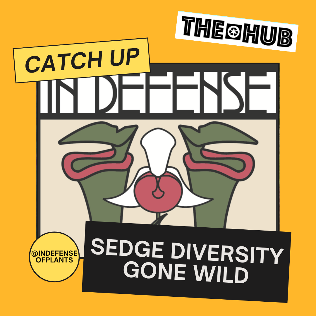Sedge Diversity Gone Wild