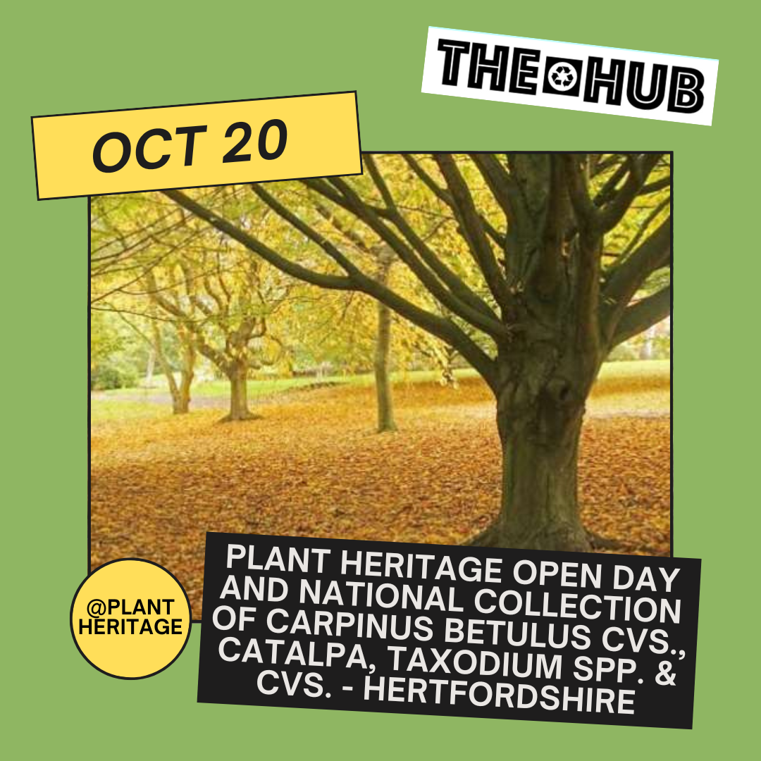 Plant Heritage Open Day and National Collection of Carpinus betulus cvs., Catalpa, Taxodium spp. & cvs. - Hertfordshire