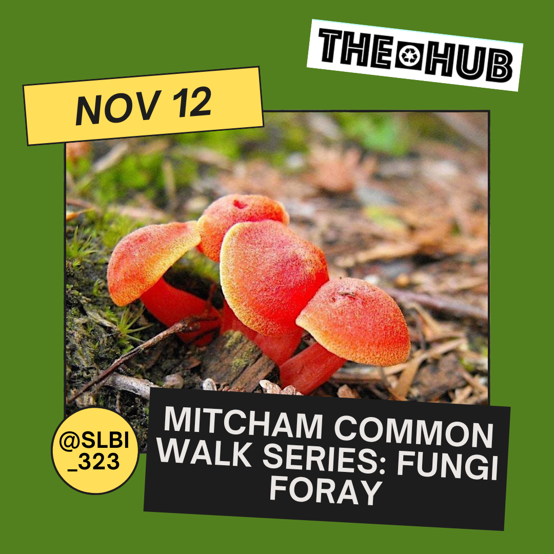 Mitcham Common Walk Series: Fungi Foray