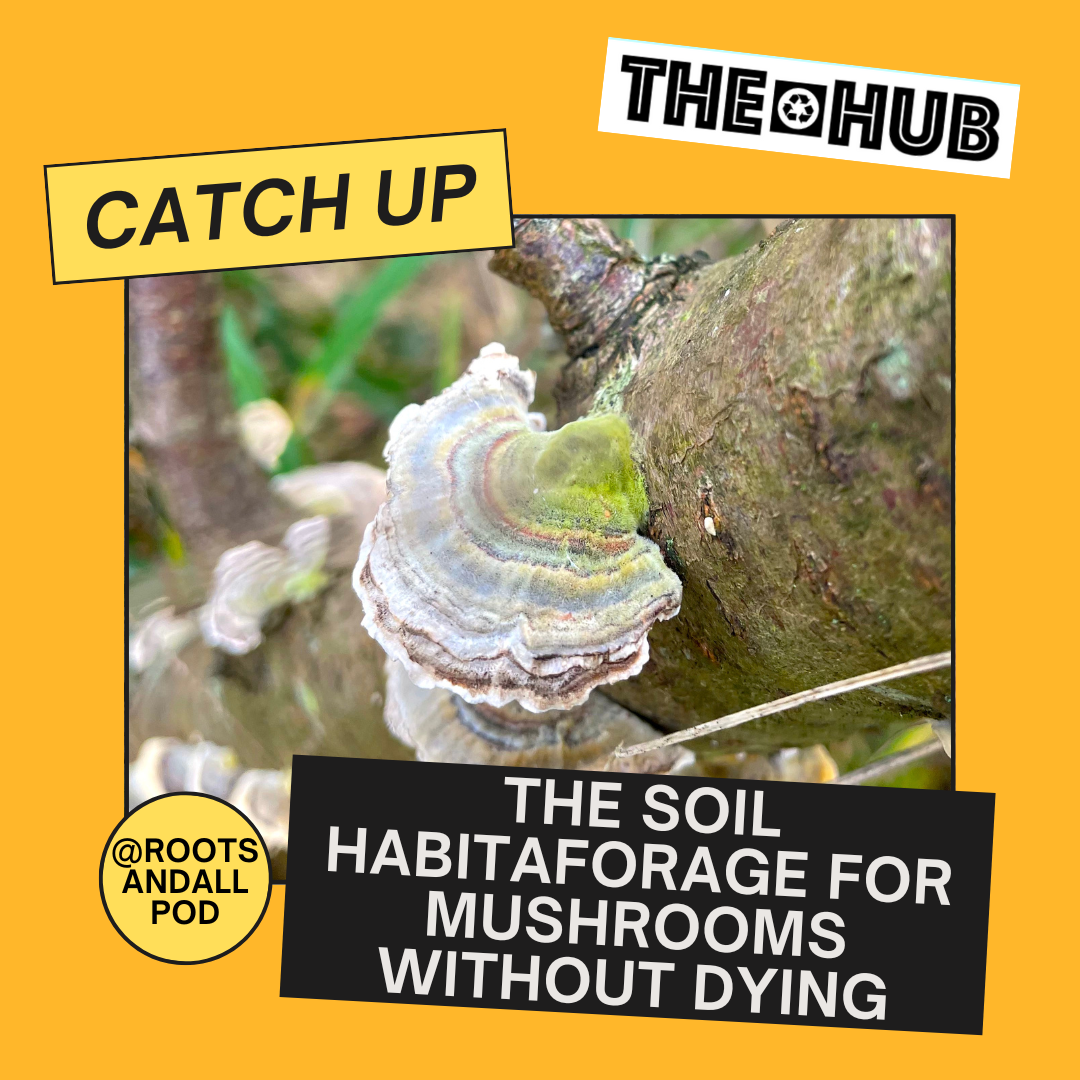 Forage for Mushrooms Without Dying