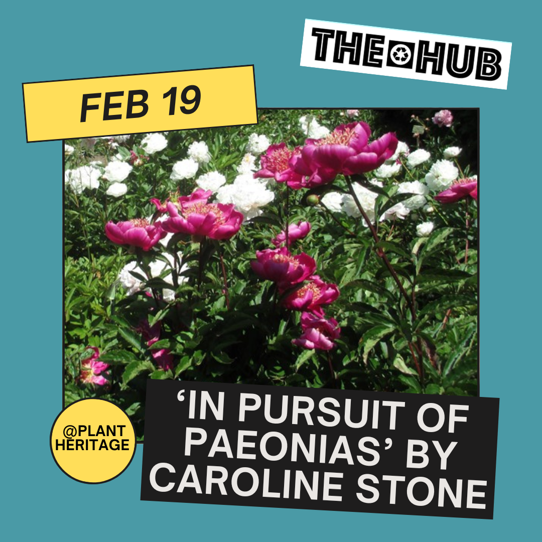 'In pursuit of Paeonias’ by Caroline Stone