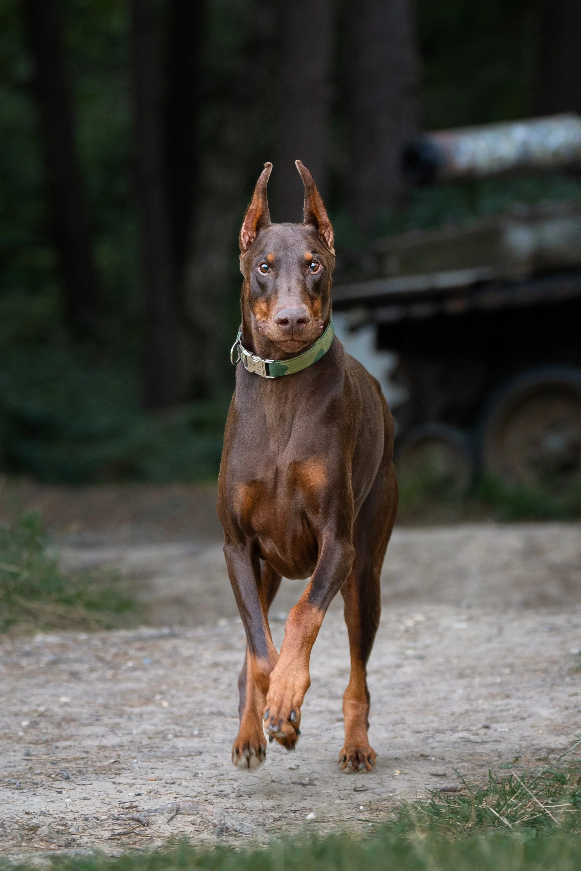 International Pet Meyer-11.jpg