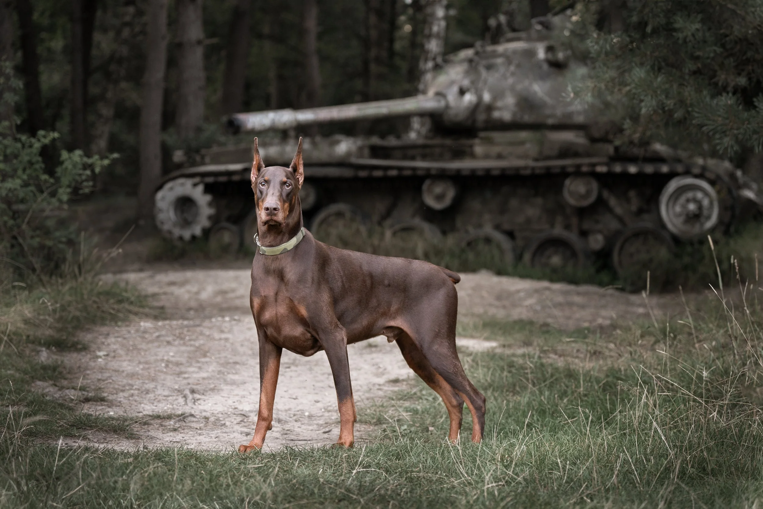 International Pet Comp 24-6.jpg