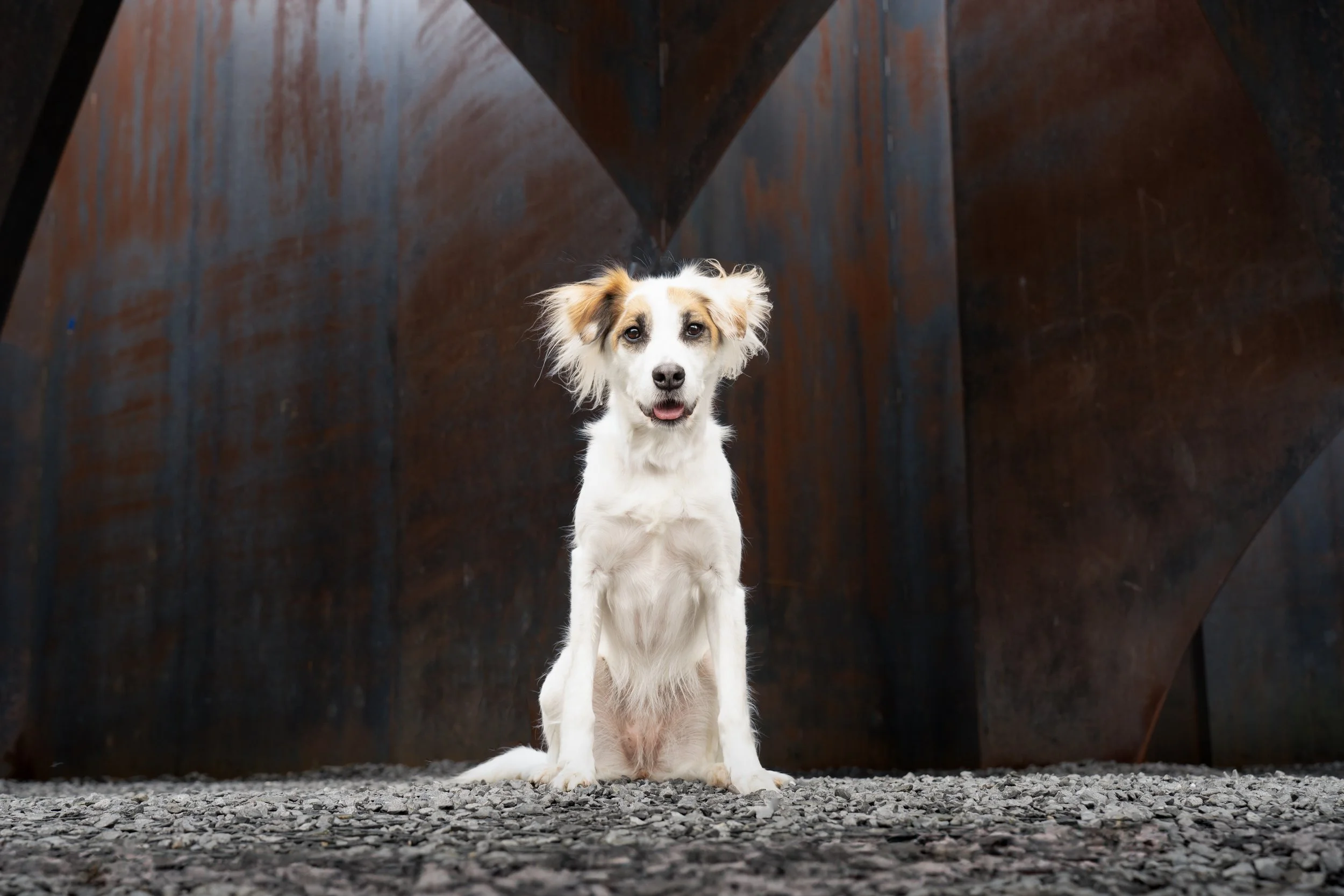 Re-edit Unleashed Composition-Meyer-1.jpg