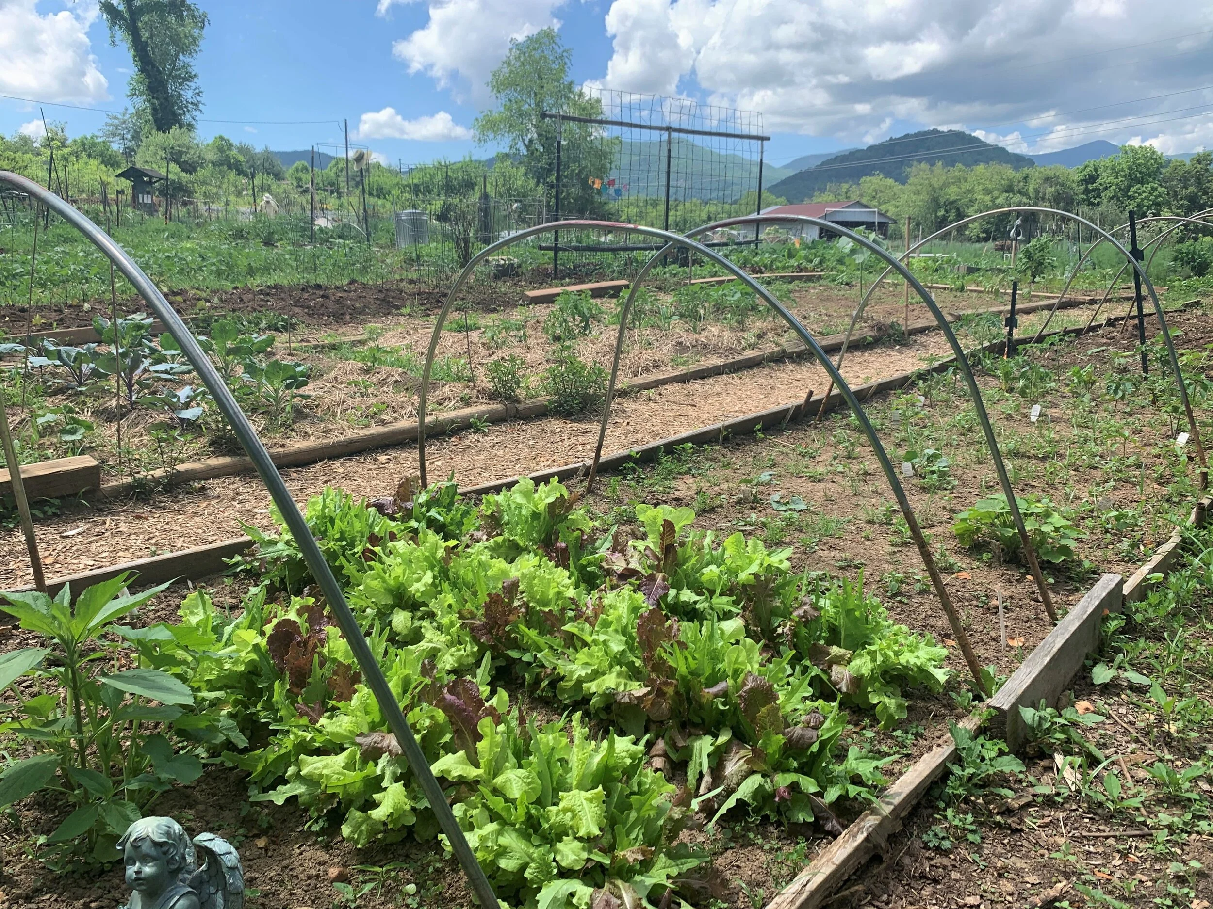 Community garden faces cuts in proposed 2020-21 budget