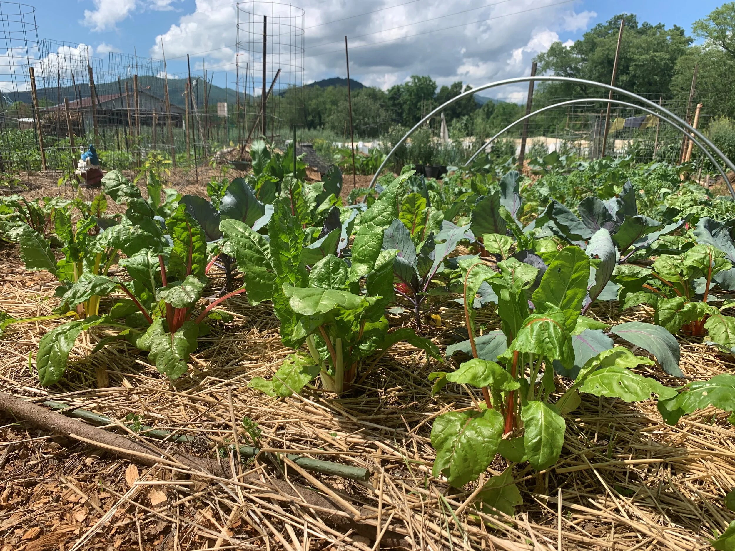 Community garden positions to be funded in upcoming budget