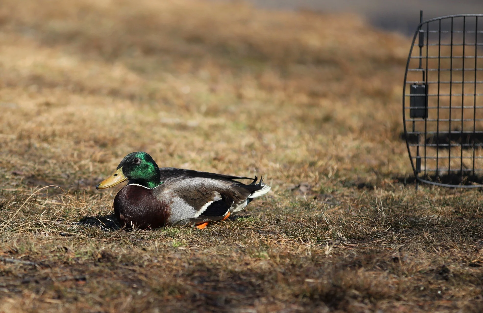 Rescued duck returned to Lake Tomahawk
