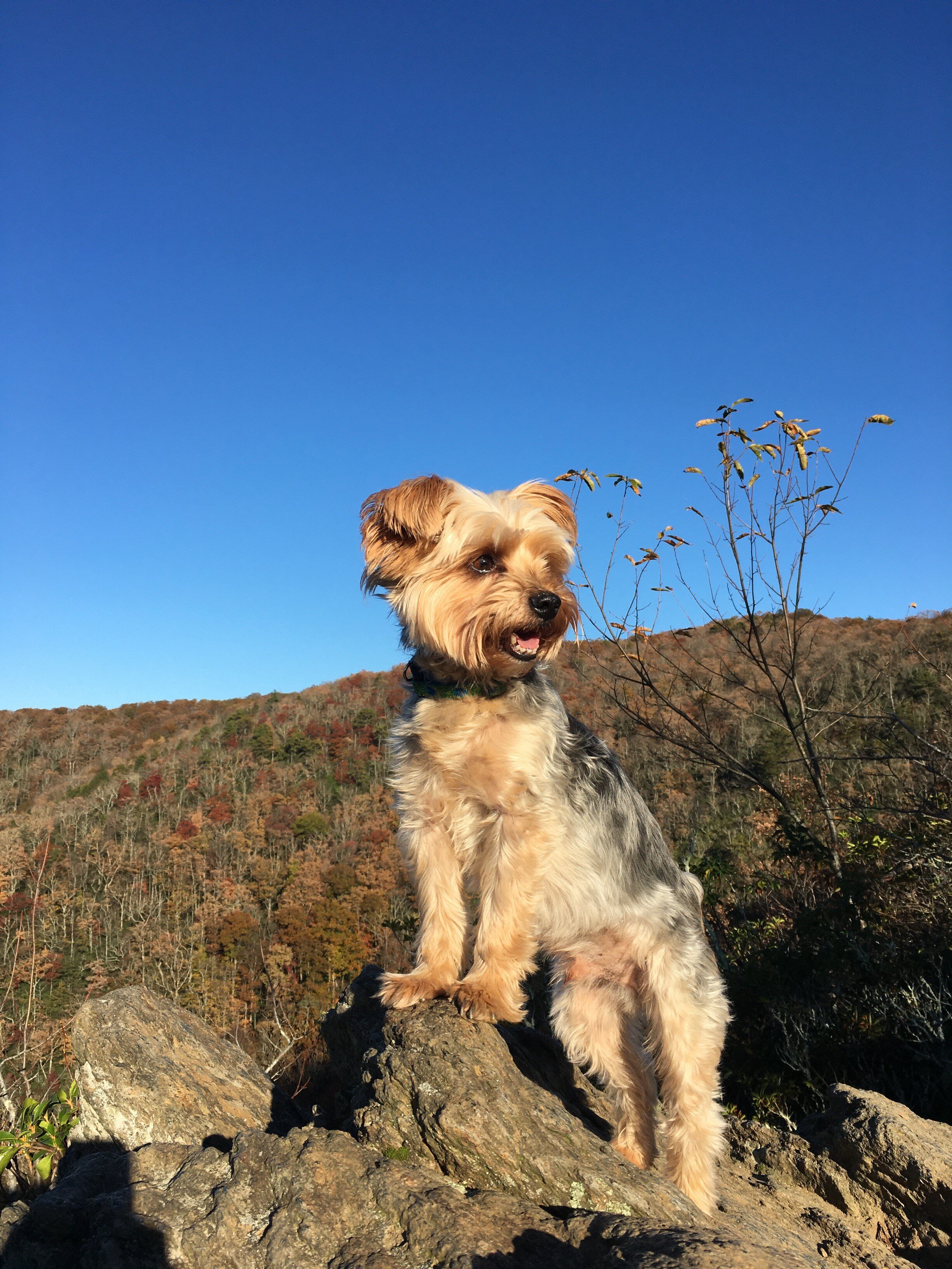 Hope remains high in hiker’s quest to find Ozzy