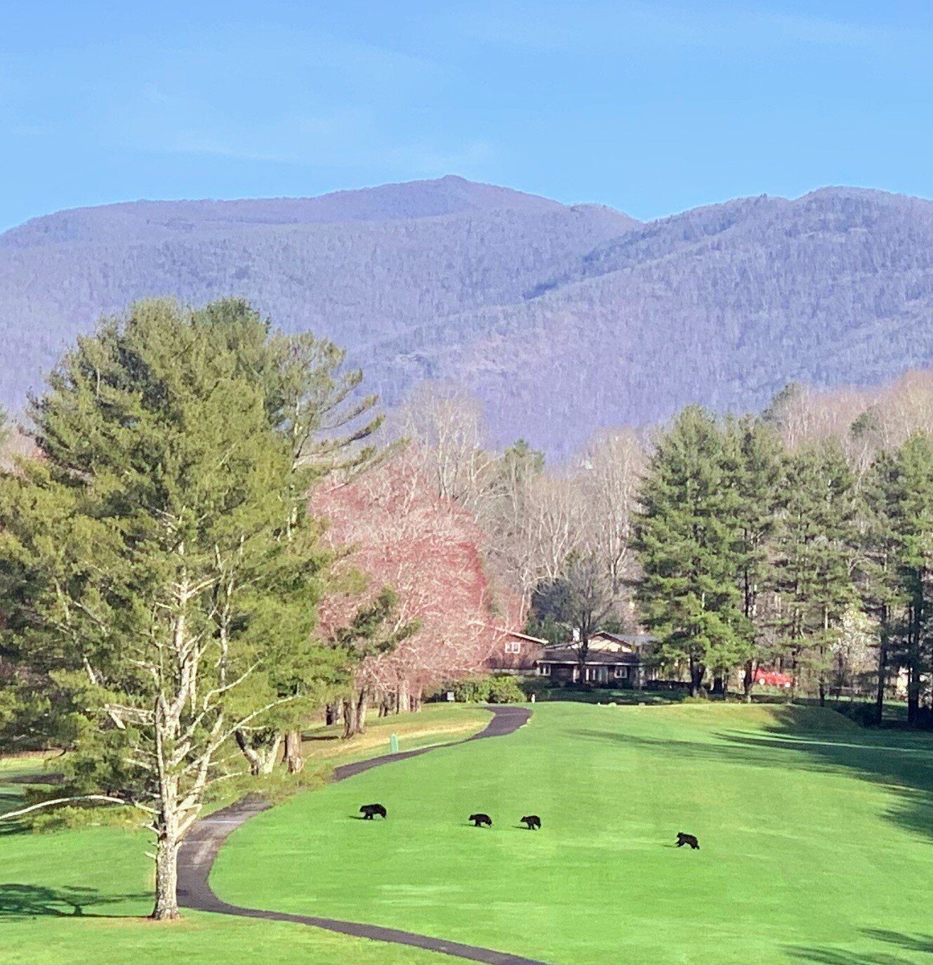 Fore... bears 
