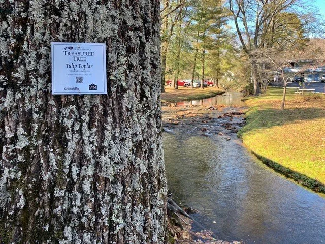 Local nonprofit offers stroll beneath 'Treasured Trees' of downtown Black Mountain