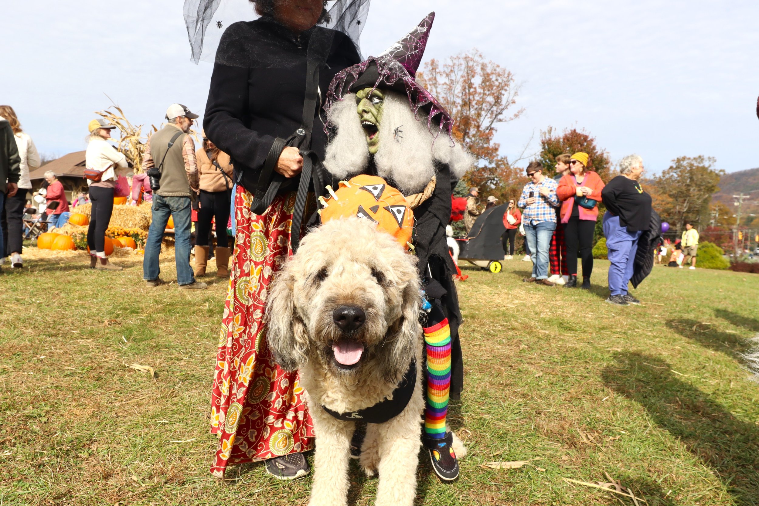 Annual downtown tradition brings 'fur-righteningly' good time to Town Square 